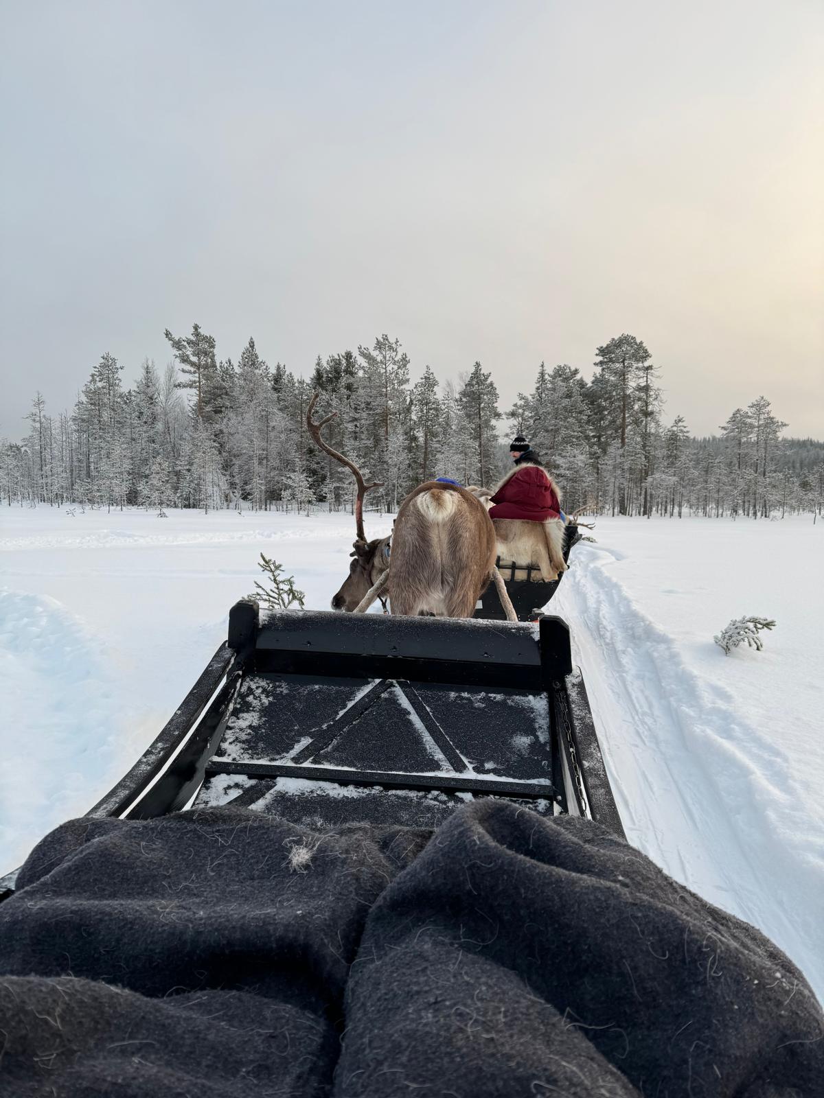 przewodnik po Laponii